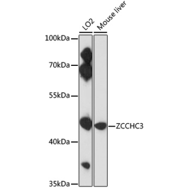 ZCCHC3 Rabbit Polyclonal Antibody
