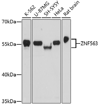 ZNF563 Rabbit Polyclonal Antibody