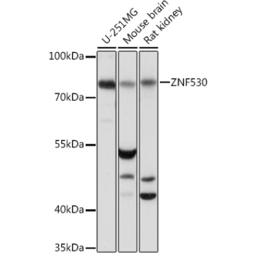 ZNF530 Rabbit Polyclonal Antibody