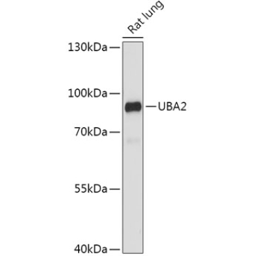 UBA2 Rabbit Polyclonal Antibody