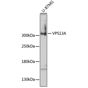 VPS13A Rabbit Polyclonal Antibody