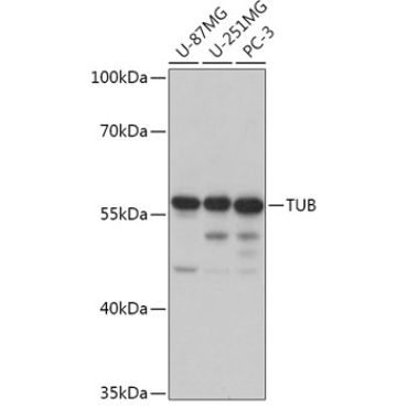 TUB Rabbit Polyclonal Antibody