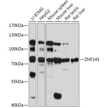 ZNF143 Rabbit Polyclonal Antibody