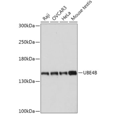 UBE4B Rabbit Polyclonal Antibody