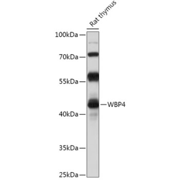 WBP4 Rabbit Polyclonal Antibody