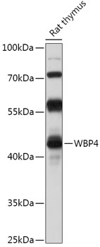 WBP4 Rabbit Polyclonal Antibody