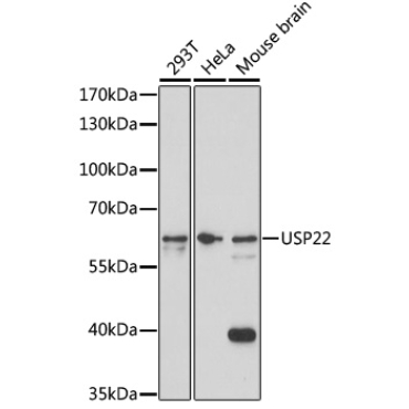 USP22 Rabbit Polyclonal Antibody