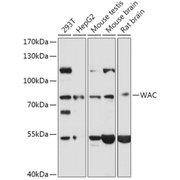WAC Rabbit Polyclonal Antibody