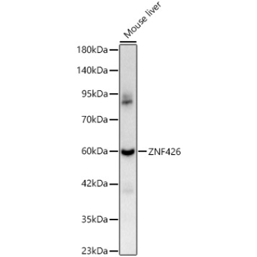 ZNF426 Rabbit Polyclonal Antibody