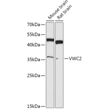VWC2 Rabbit Polyclonal Antibody