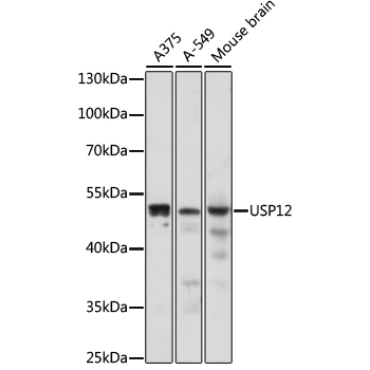 USP12 Rabbit Polyclonal Antibody