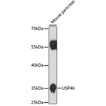 USP46 Rabbit Polyclonal Antibody