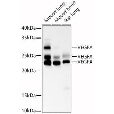 VEGFA Mouse Monoclonal Antibody