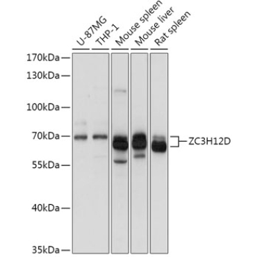 ZC3H12D Rabbit Polyclonal Antibody