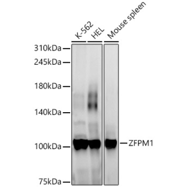 ZFPM1 Rabbit Polyclonal Antibody