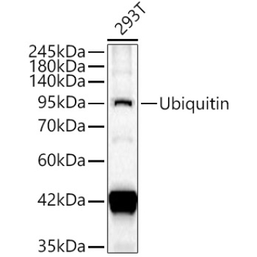 Ubiquitin Rabbit Polyclonal Antibody