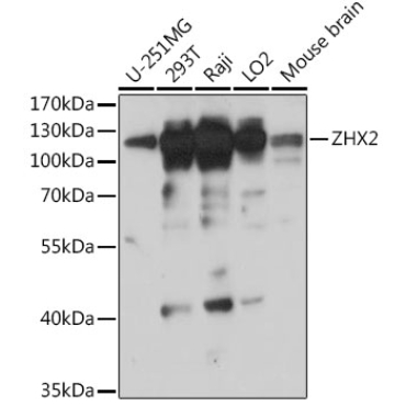ZHX2 Rabbit Polyclonal Antibody