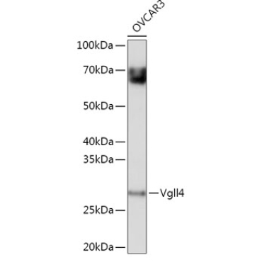 Vgll4 Rabbit Polyclonal Antibody