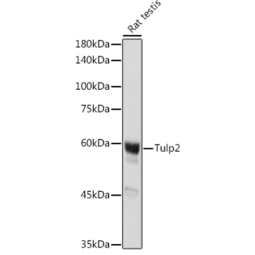 Tulp2 Rabbit Polyclonal Antibody