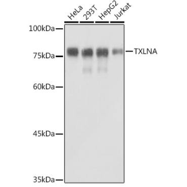 TXLNA Rabbit Polyclonal Antibody