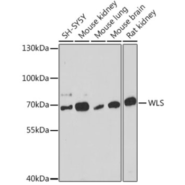 WLS Rabbit Polyclonal Antibody