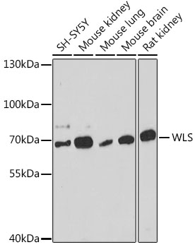 WLS Rabbit Polyclonal Antibody