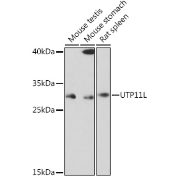 UTP11L Rabbit Polyclonal Antibody
