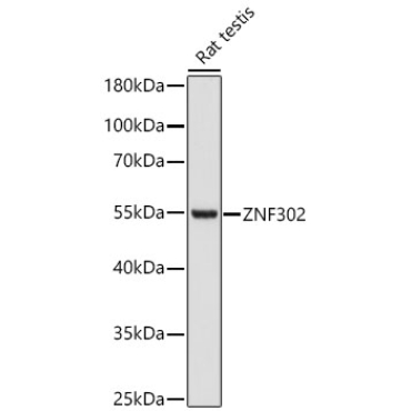 ZNF302 Rabbit Polyclonal Antibody