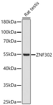 ZNF302 Rabbit Polyclonal Antibody