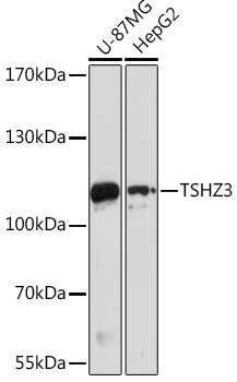 TSHZ3 Rabbit Polyclonal Antibody