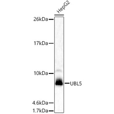 UBL5 Rabbit Polyclonal Antibody