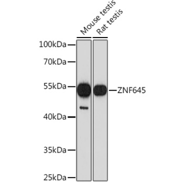 ZNF645 Rabbit Polyclonal Antibody