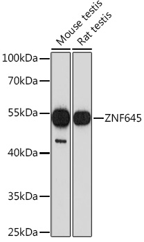 ZNF645 Rabbit Polyclonal Antibody
