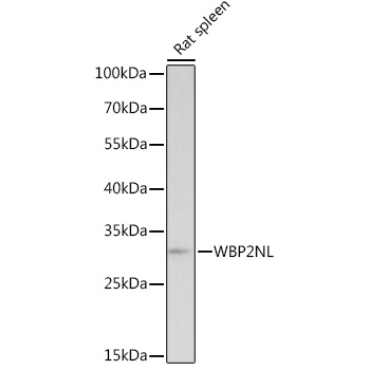 WBP2NL Rabbit Polyclonal Antibody
