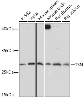 TSN Rabbit Polyclonal Antibody