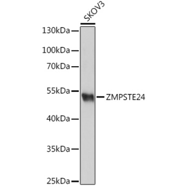 ZMPSTE24 Rabbit Polyclonal Antibody