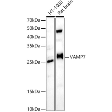 VAMP7 Rabbit Polyclonal Antibody