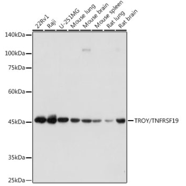 TROY/TNFRSF19 Rabbit Monoclonal Antibody