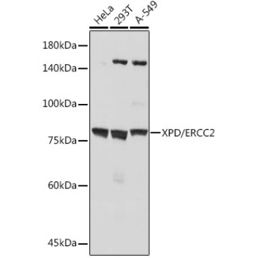 XPD/ERCC2 Rabbit Monoclonal Antibody