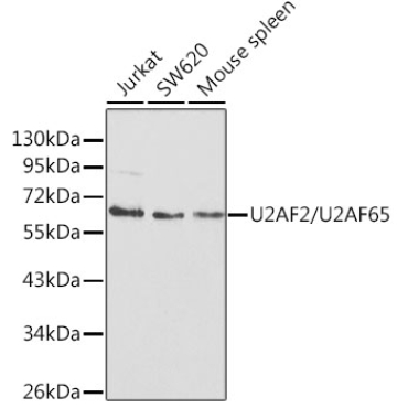 U2AF2/U2AF65 Rabbit Polyclonal Antibody