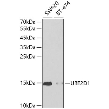 UBE2D1 Rabbit Polyclonal Antibody