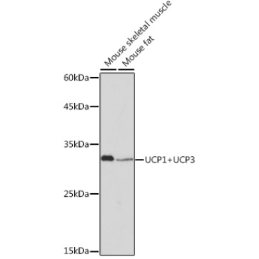 UCP1+UCP3 Rabbit Monoclonal Antibody