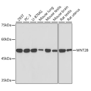 WNT2B Rabbit Monoclonal Antibody