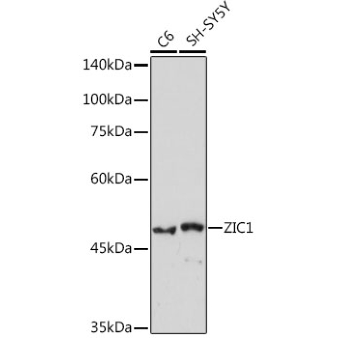 ZIC1 Rabbit Monoclonal Antibody