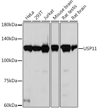 USP11 Rabbit Monoclonal Antibody