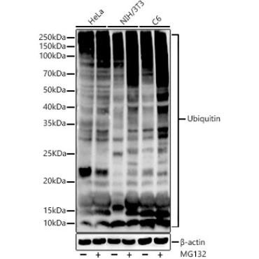 Ubiquitin Rabbit Monoclonal Antibody