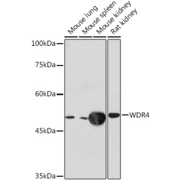 WDR4 Rabbit Monoclonal Antibody