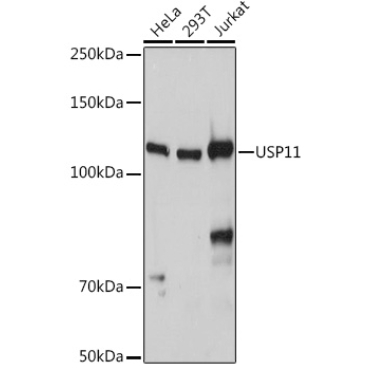 USP11 Rabbit Polyclonal Antibody