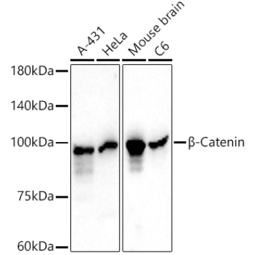 Beta-Catenin Mouse Monoclonal Antibody