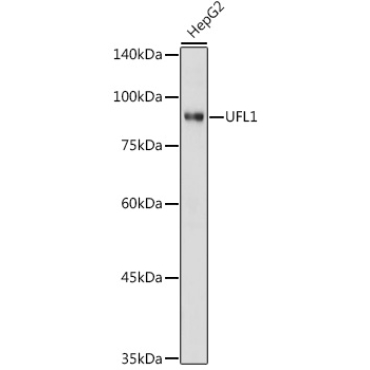 UFL1 Rabbit Polyclonal Antibody